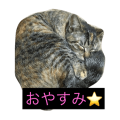 [LINEスタンプ] にぃちゃんスタンプ fetchpriority=high