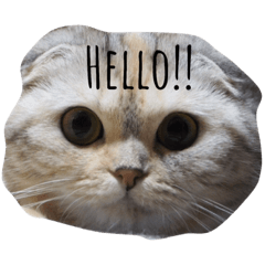 [LINEスタンプ] スコティッシュみーちゃん 