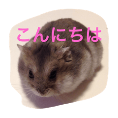 [LINEスタンプ] はむ吉くん 