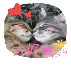 [LINEスタンプ] 可愛いにゃんこ写真スタンプ