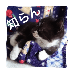 [LINEスタンプ] オセロはねこ