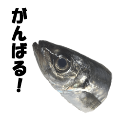 [LINEスタンプ] 魚のスランプ(実写)の画像（メイン）