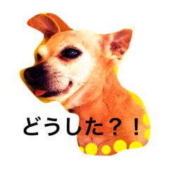 [LINEスタンプ] もんちゃろ