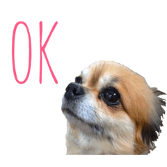 [LINEスタンプ] 可愛い愛犬チョコスタンプ