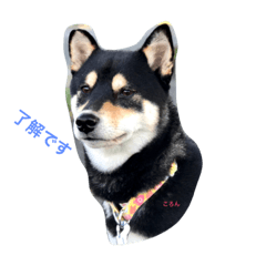 [LINEスタンプ] 黒柴ころん