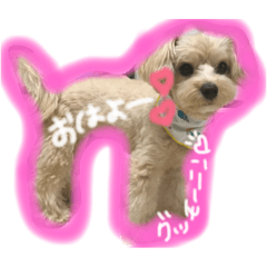 [LINEスタンプ] momo stamp 1st