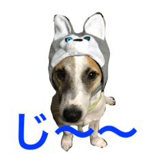 [LINEスタンプ] ジャックラッセルテリアのジャッキー part2