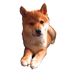 [LINEスタンプ] 柴犬いち