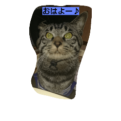 [LINEスタンプ] k.k.Tabby