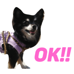 [LINEスタンプ] 吾輩はチワワ。