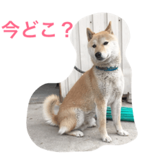 [LINEスタンプ] くーちゃんすたんぷ