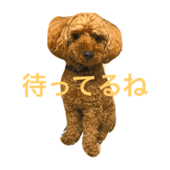 [LINEスタンプ] トイプーくん♡いぬのきもち