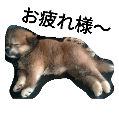 [LINEスタンプ] mofumofu  akitainu