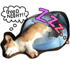 [LINEスタンプ] ko-gi-