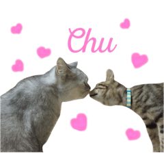 [LINEスタンプ] サバトラダヤンとキジトラとらじ