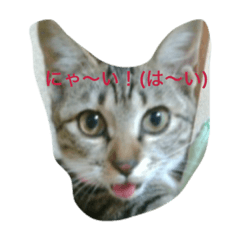 [LINEスタンプ] 愛猫ルナスタンプ