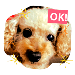 [LINEスタンプ] りんちゃん・もこちゃん