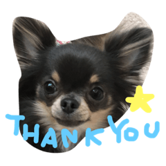 [LINEスタンプ] chihuahua！alice！