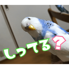[LINEスタンプ] インコの森 4。