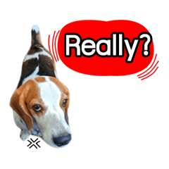[LINEスタンプ] Charlie the Beagle