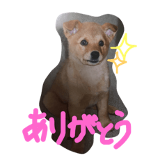 [LINEスタンプ] わんことbaby