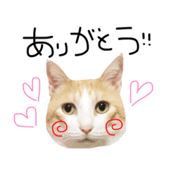 [LINEスタンプ] お茶々スタンプ