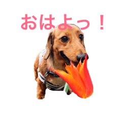 [LINEスタンプ] まんなのPETS！