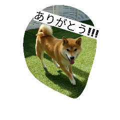 [LINEスタンプ] sibainu_buntakun