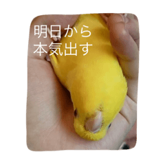 [LINEスタンプ] サザナミ部屋の仲間たち