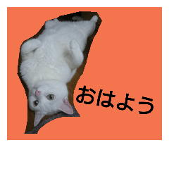 [LINEスタンプ] 白ねこキョン