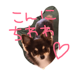 [LINEスタンプ] ちわわのくうたん