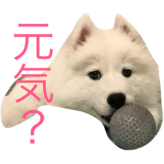 [LINEスタンプ] サモエドのじゅらちゃん