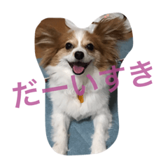 [LINEスタンプ] パピヨンのミヨン