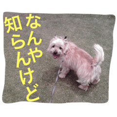 [LINEスタンプ] ケアーンテリア キッドくん