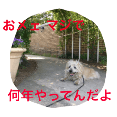 [LINEスタンプ] ケアーンテリアキッドくん