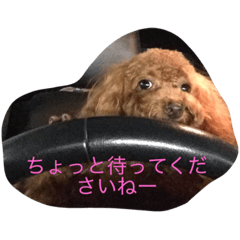 [LINEスタンプ] cocoa's life