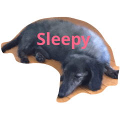 [LINEスタンプ] カイザー