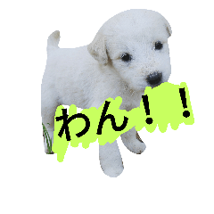 [LINEスタンプ] Pika doggy