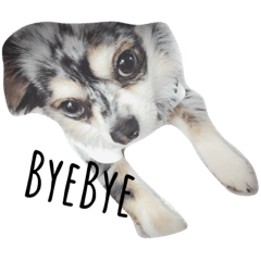 [LINEスタンプ] love-dog