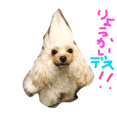[LINEスタンプ] うちのベニちゃん
