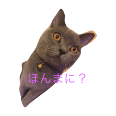 [LINEスタンプ] 猫のだいちゃん