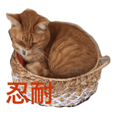 [LINEスタンプ] ぽっちゃり猫モルト