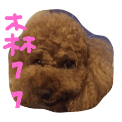 [LINEスタンプ] Mabo the poodle
