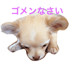 [LINEスタンプ] アイ ラブ チワワ
