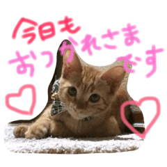 [LINEスタンプ] 猫のおかかとくうたろう