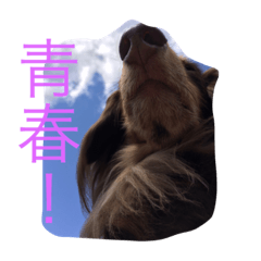 [LINEスタンプ] Wiener dog and Chihuahua
