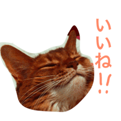 [LINEスタンプ] ソマリのマリさん 