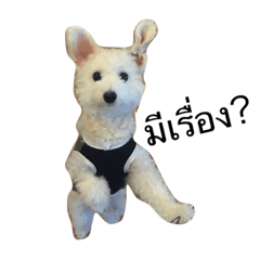 [LINEスタンプ] khaopod_ThePomapoo 