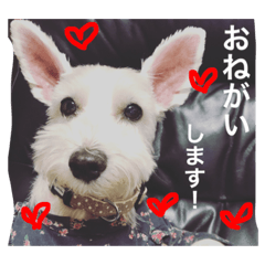 [LINEスタンプ] 白犬とか黒犬とか