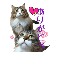 [LINEスタンプ] 猫兄弟の黒丸と正宗